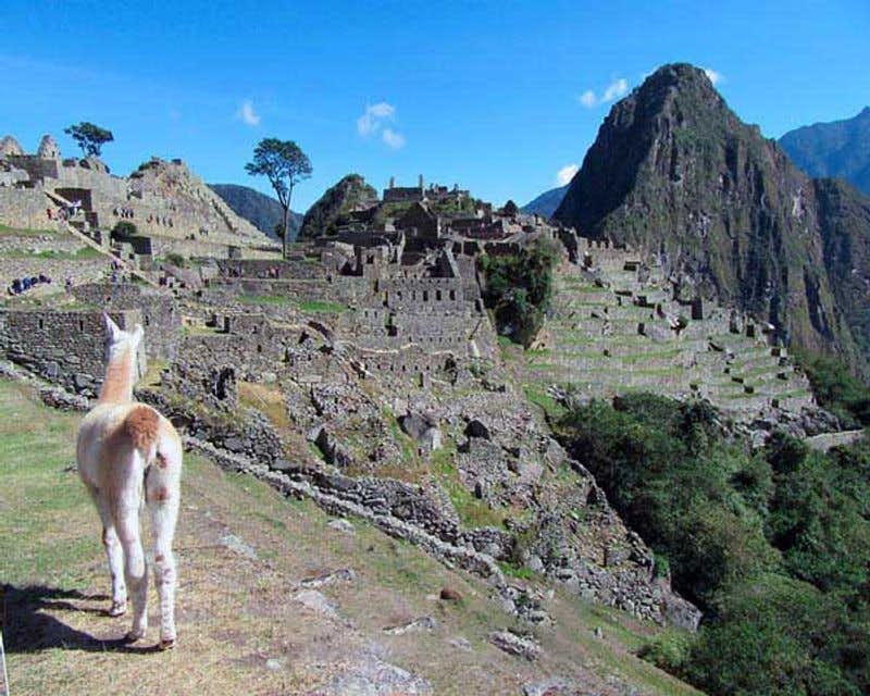 Small llama on his back looking at the Inca citadel and Machu Picchu
