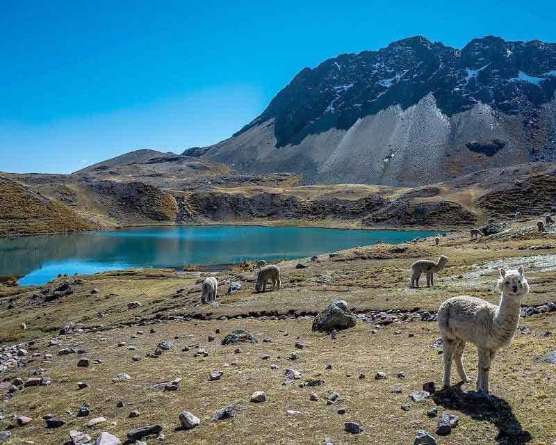 lagoon surrounded by llamas during ausangate tour