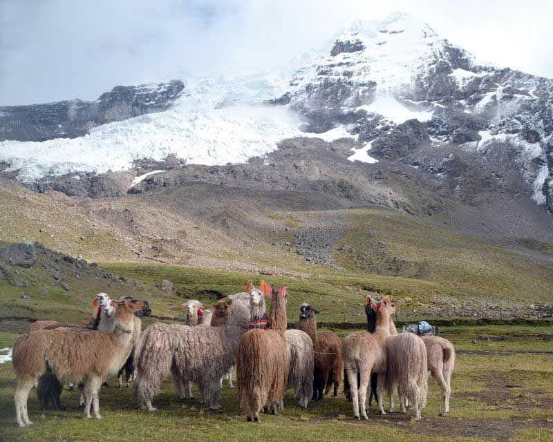 group of llamas in front of the apu ausangate mountain in peru
