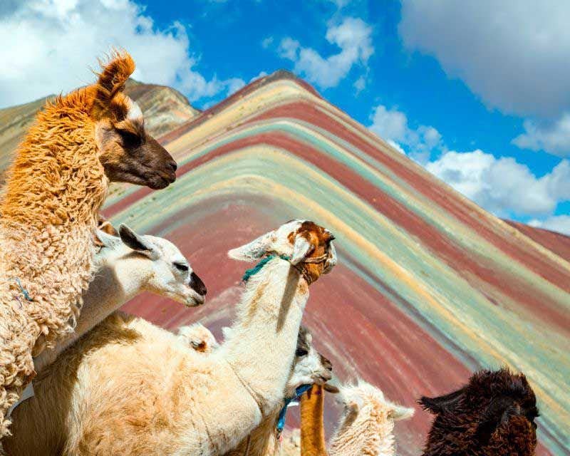 group of llamas in front of vinicunca mountain in peru