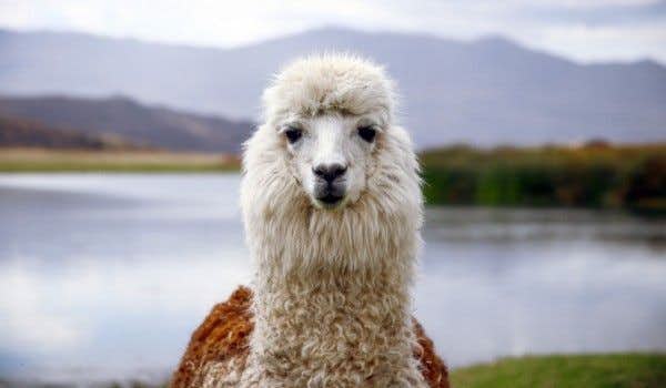 front-facing llama looking into camera during ausangate