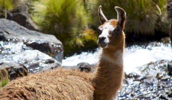 alpaca in front of a river in the lares valley