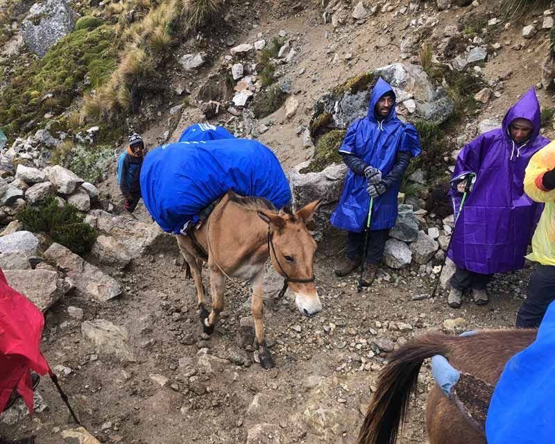 horses transporting the backspacks on the salkantay trek