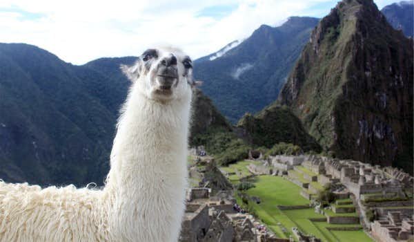 cute llama observes the camera in machu picchu during the salkantay trek