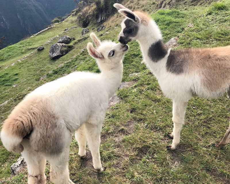Two llamas on the premium salkantay trek to machu picchu