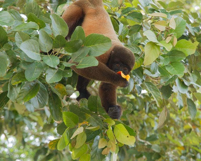 A monkey on a branch holding a fruit he is eating on the tour in the Iquitos jungle.