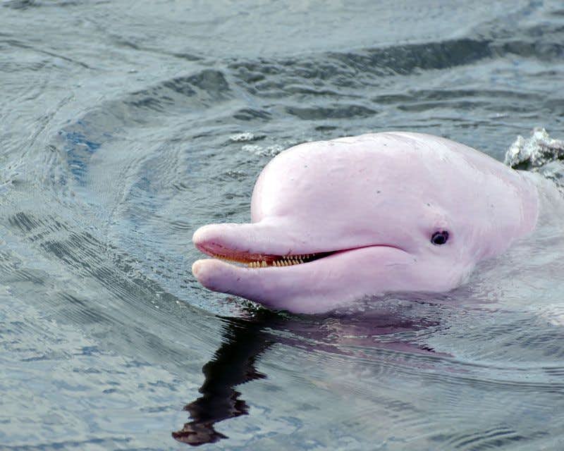 A pink dolphin pokes its head out of the Amazon River and gives a smile to the camera on the iquitos peru tour.