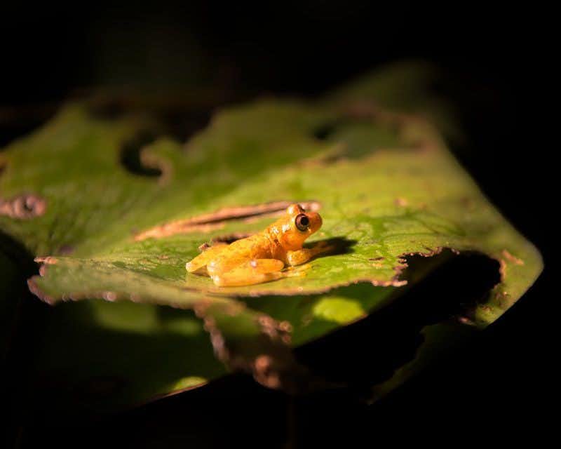 Very small yellow nocturnal frog on a leaf in iquitos tour