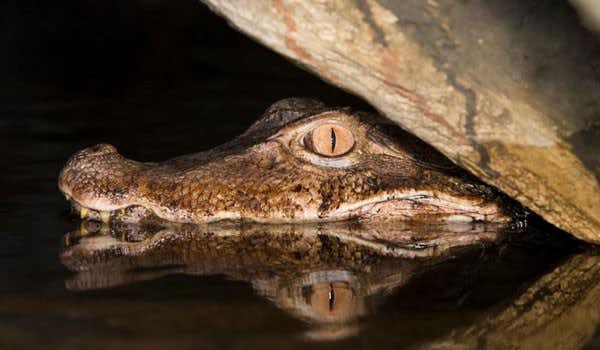 caiman head in the water of the amazon river on the iquitos peru tour
