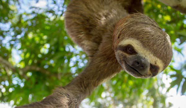 Sloth on the iquitos jungle tour in peru