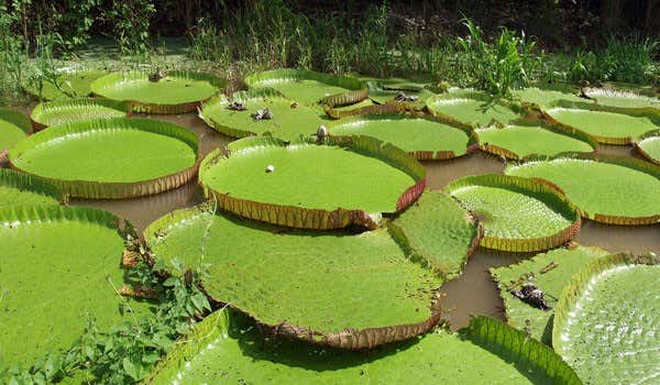 Giant water lilies in the amazon river on the jungle tour in iquitos peru