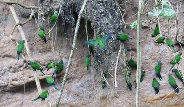 green parrots on the wall
