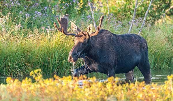 moose walking around grand teton national park