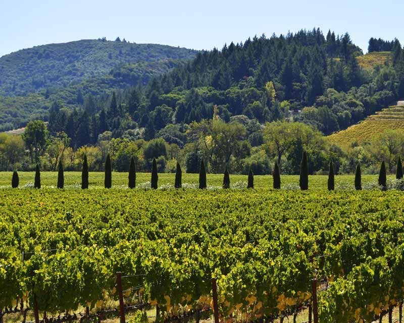 vineyard landscape in sonoma
