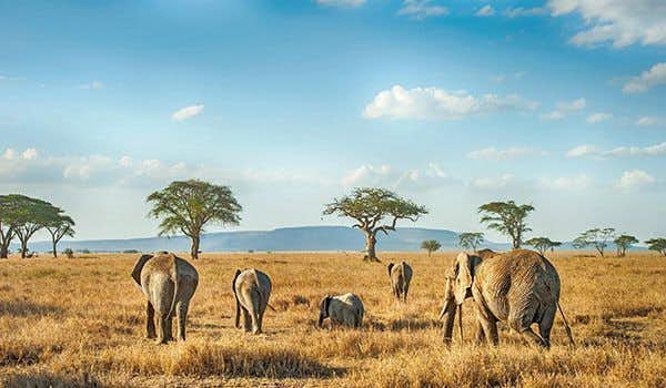parque nacional del Serengeti