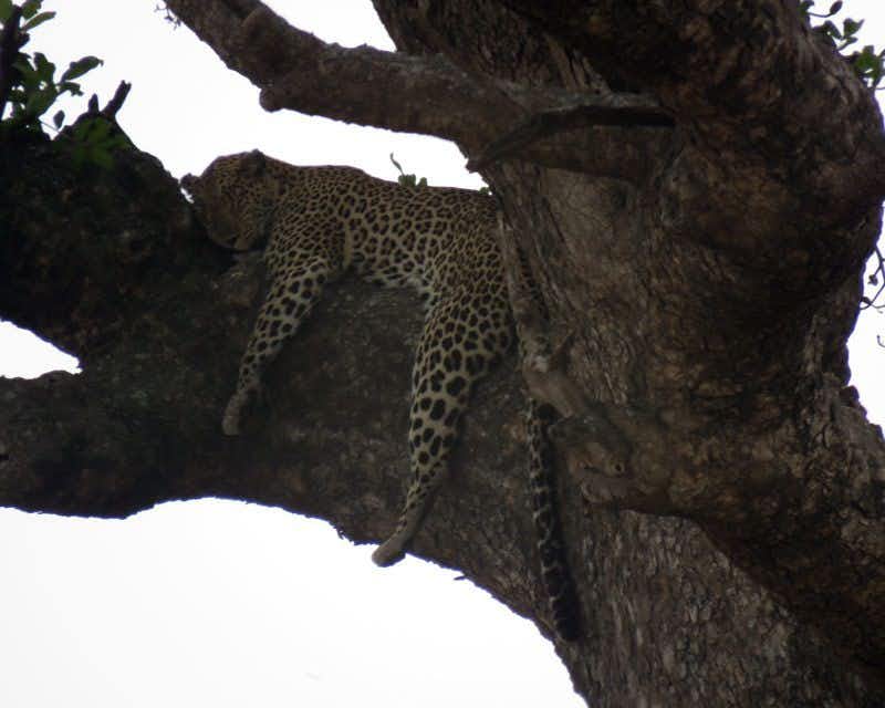 guepardo durmiendo en arbol ngorongoro