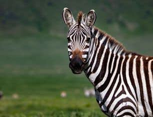 Safari por el Ngorongoro y el Serengeti