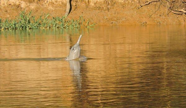 Delfín Rosado en el amazonas