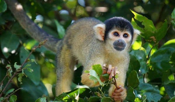 Mono ardilla en el amazonas