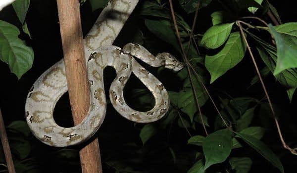 Serpiente durante la caminata nocturna