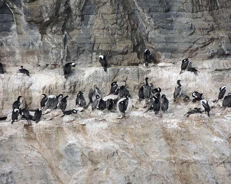 colonia de pingüinos