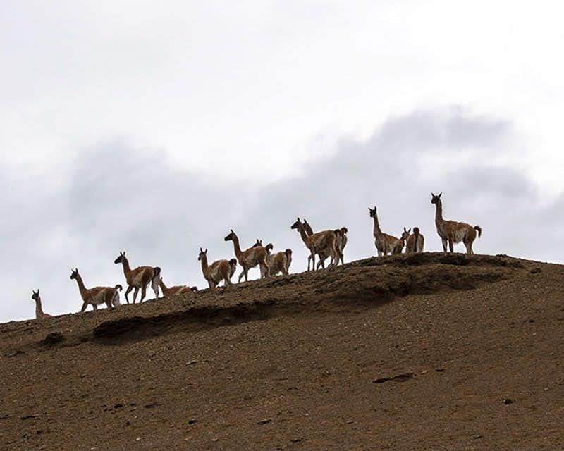 manada de guanacos en patagonia