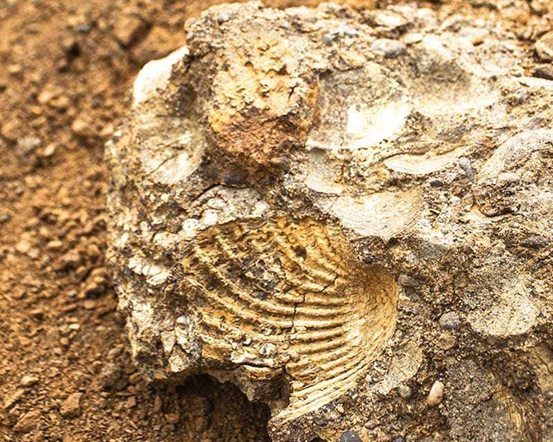 fosiles marinos en la patagonia chilena
