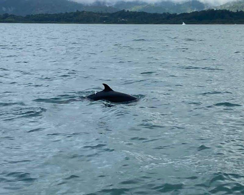 delfín mostrando aleta en bahía drake