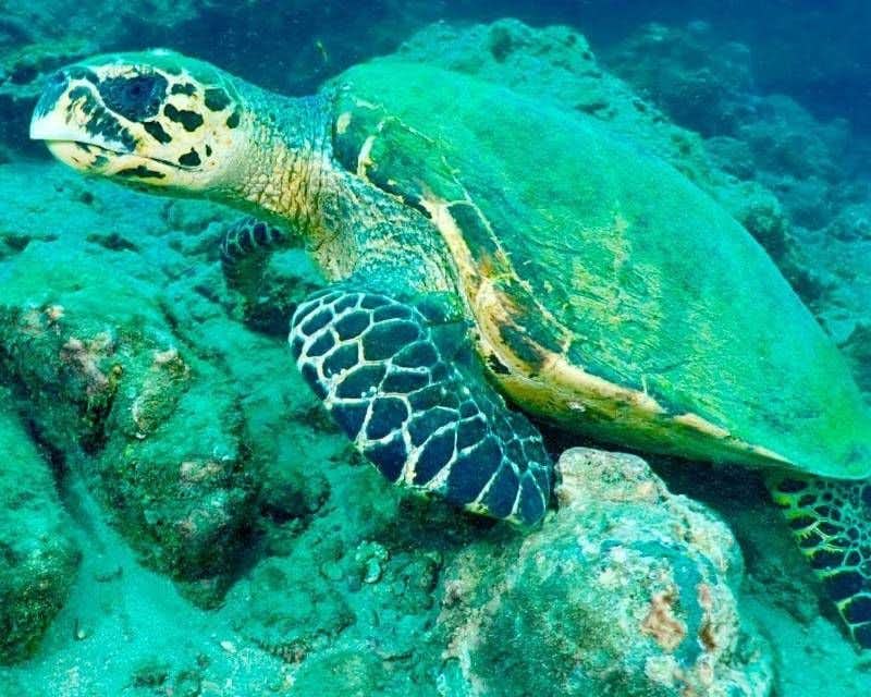 tortuga marina en lecho marino