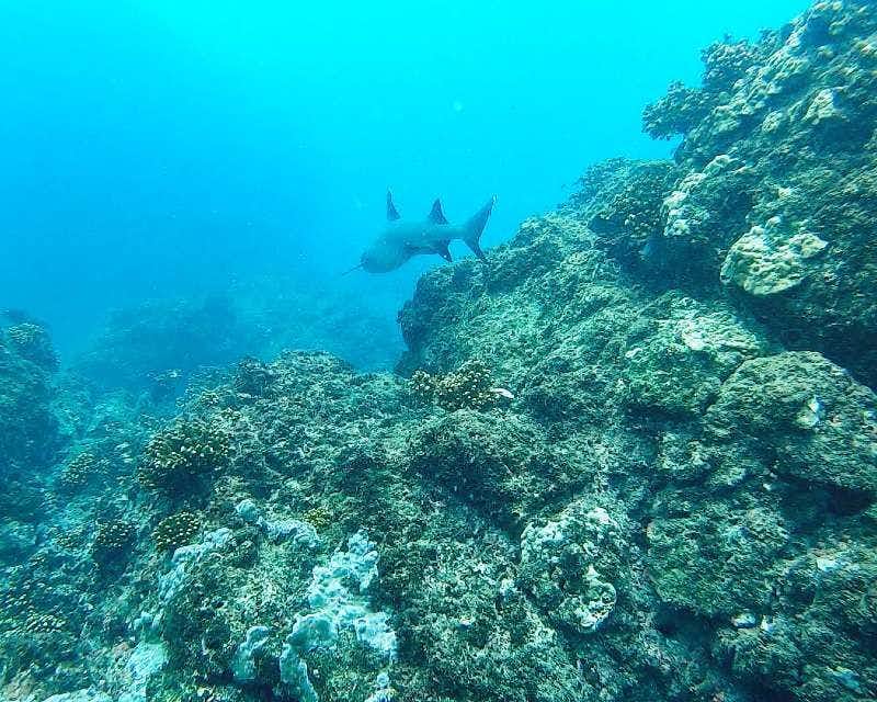 tiburon coral en isla del caño