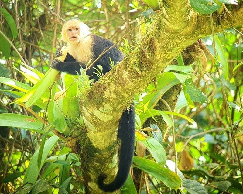 Mono en el Parque Nacional Volcán Arenal de Costa Rica