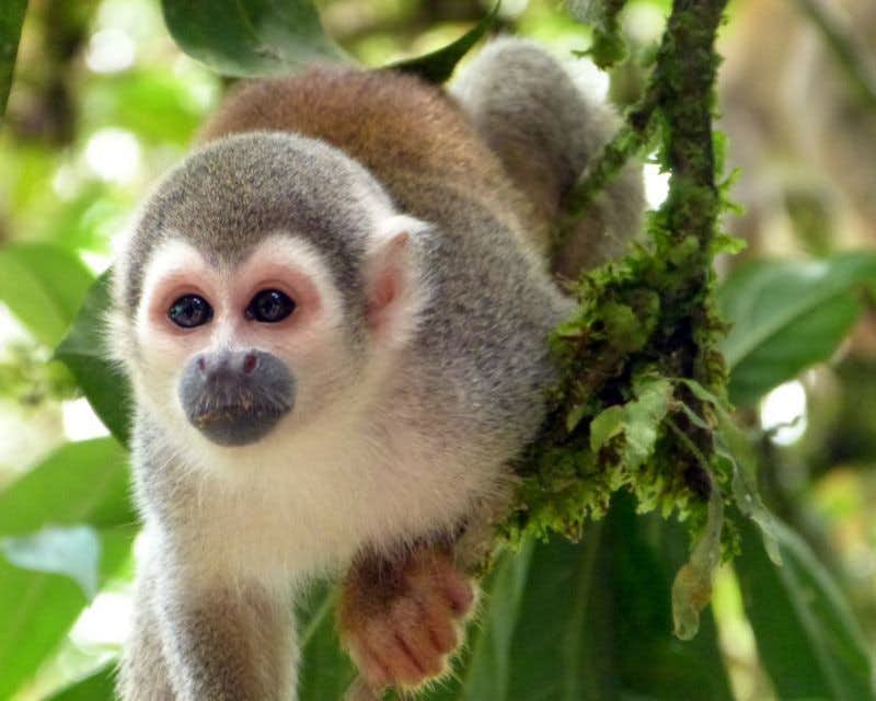 Mono ardilla amazonas