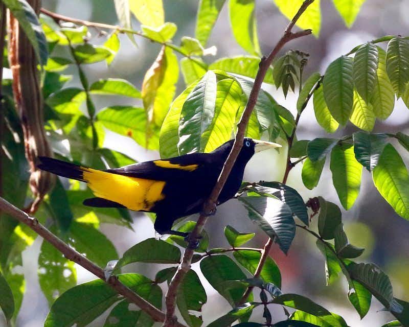 Pájaro de la selva amazonas