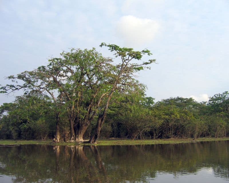 Reserva Río Cuyabeno