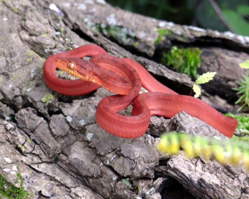 Serpiente roja Cuyabeno