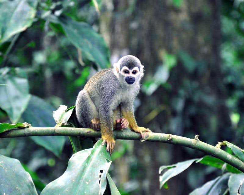 Mono Ardilla Amazonas
