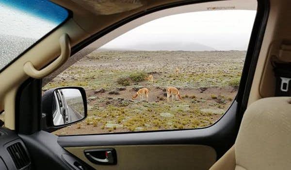 vicuñas en el chimborazo