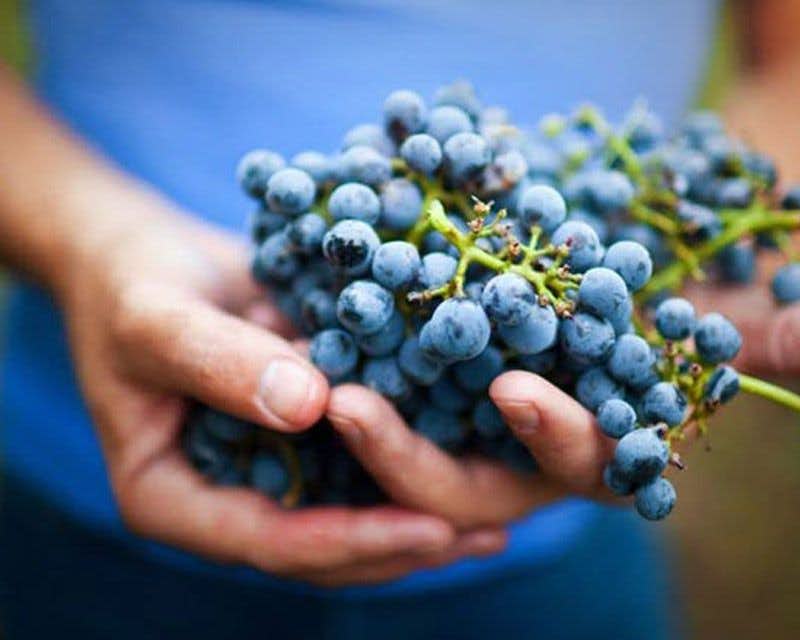 mujer sujetando uvas de vino