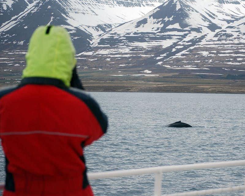 viajero fotografiando ballena akureyri