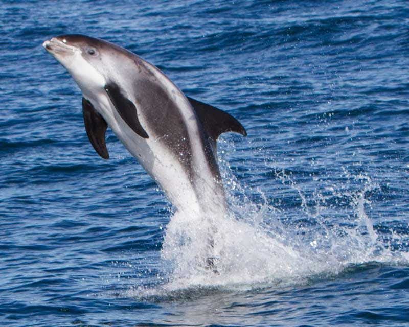 delfin holmavik islandia