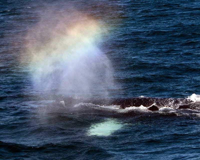 ballenas en holmavik