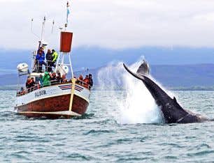 Escursione per l'osservazione delle balene a Husavik