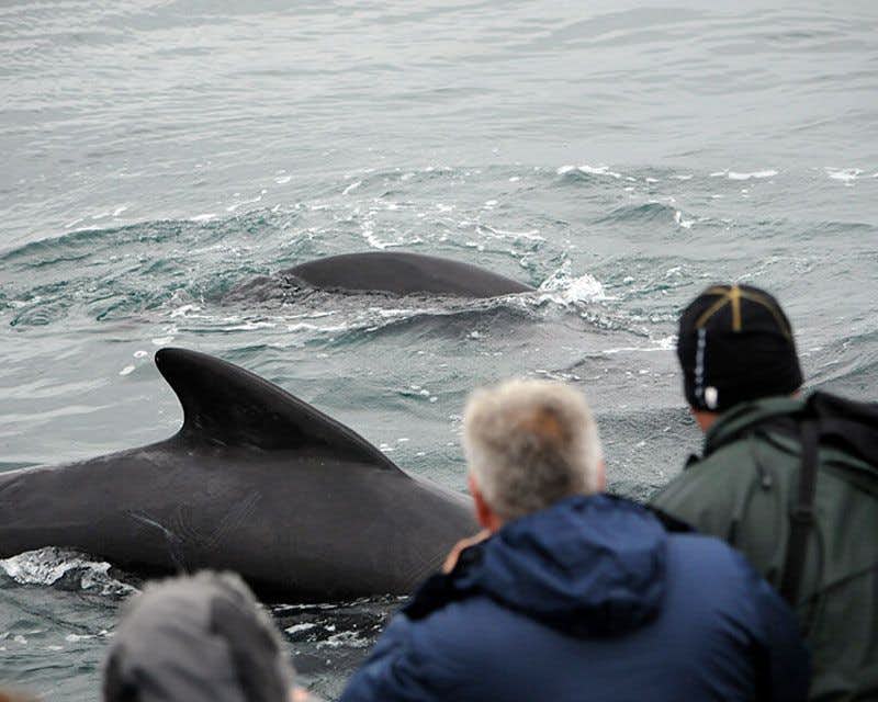 excursion ballenas olasfvik