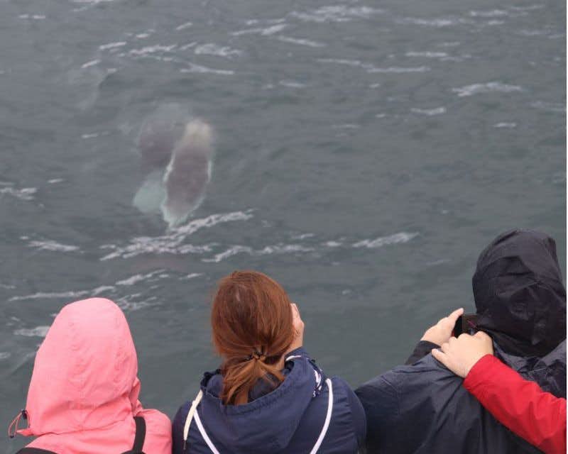 viajeros viendo ballenas en reikiavik