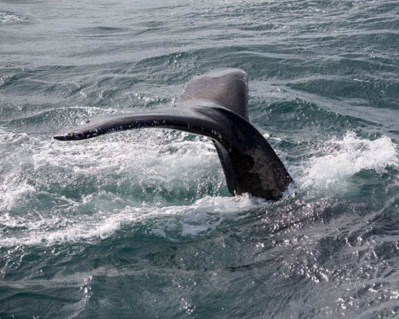 cola de ballena bahía de faxaflói