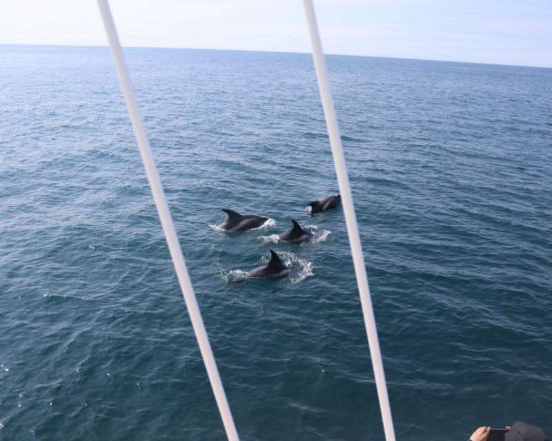 grupo de delfines desde el barco