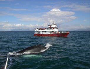 Avistamiento de ballenas en Reikiavik