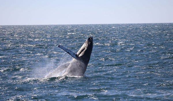 salto de ballenas en reikiavik
