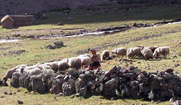 mujer de la comunidad Quishuarani pastoreando un rebaño en el valle lares