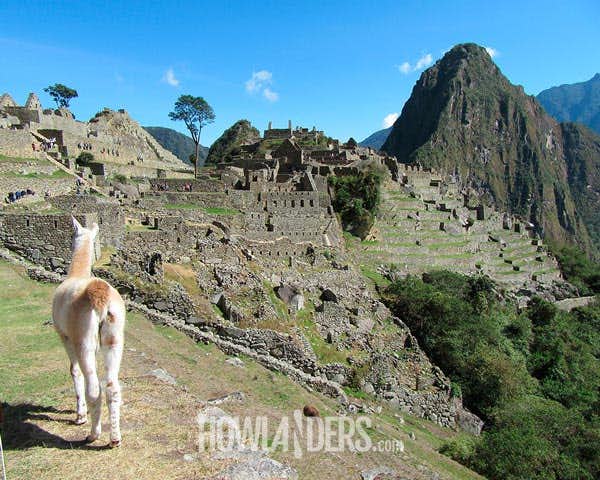 Imagen de una llama de espaldas contemplando el Machu Picchu